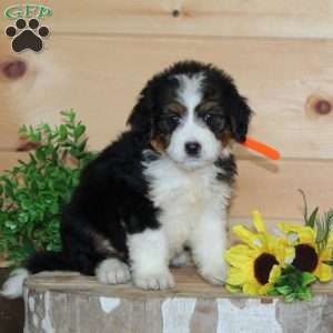 Burger King, Bernedoodle Puppy